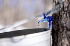 Le temps des sucres 2025 a été lancé officiellement par les Producteurs et productrices acéricoles du Québec.