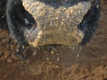 Le ministre fédéral de l'Agriculture, Kody Blois, a proposé de réduire le fardeau réglementaire pour les agriculteurs et les transformateurs agroalimentaires, notamment en prévoyant d'accélérer l'approbation des sources alternatives d'alimentation animale. 