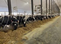 Quelle est la bonne proportion de maïs ensilage à incorporer dans la ration?
