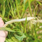 Il faut bien repérer le stade 1 du blé d'automne pour la fertilisation d'azote