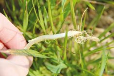 Il faut bien repérer le stade 1 du blé d'automne pour la fertilisation d'azote