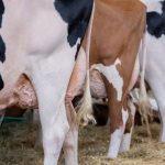Le secteur laitier américain cherche à combattre l'influenza aviaire qui affecte plusieurs élevages.