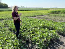Kim Brown, spécialiste provinciale de la vulgarisation des mauvaises herbes au ministère de l’Agriculture du Manitoba. « Nous nous sommes déjà engagés dans cette voie où le glyphosate pour certaines mauvaises herbes n’a tout simplement pas fonctionné. Nous avons dû trouver d’autres méthodes pour lutter contre les mauvaises herbes. »