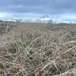 Prairies : un départ lent mais prometteur
