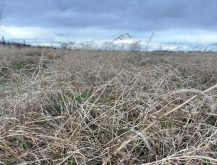 Prairies : un départ lent mais prometteur