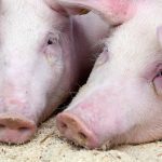 Par temps chaud, les porcs souffrent de chaleur. Est-ce que les vitamines pourraient les aider en pareille circonstance?