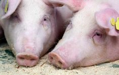 Par temps chaud, les porcs souffrent de chaleur. Est-ce que les vitamines pourraient les aider en pareille circonstance?