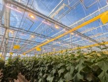 Nouveautés, tendances et innovations de cultures en serres