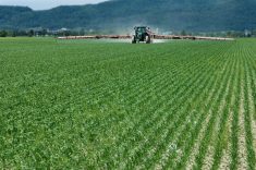 Pour gérer efficacement la résistance des mauvaises herbes, il faut alterner les groupes d’herbicides. Photo: Yvon Thérien