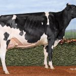 La Vache de l'année 2024: Rotaly Goldwyn Allegria.