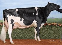 La Vache de l'année 2024: Rotaly Goldwyn Allegria.