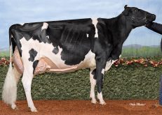 La Vache de l'année 2024: Rotaly Goldwyn Allegria.