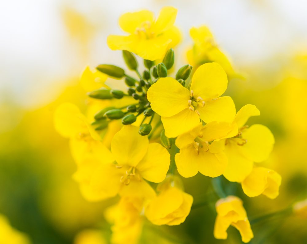 Parent ou agriculteur hélicoptère avec mon canola
