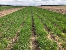 Pour limiter les effets potentiellement négatifs du seigle sur le maïs, on peut semer le seigle en bandes entre les futurs rangs de celui-ci.