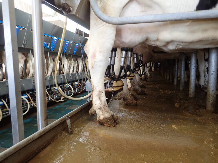 Plus de produits laitiers américains entrent au Canada