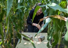 Échantillonnage au champ