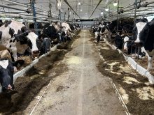Vaches en stabulation entravée