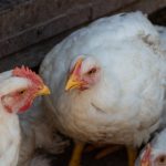 Poules