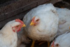 Poules