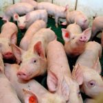Quel avenir pour les porcs génétiquement modifiés?