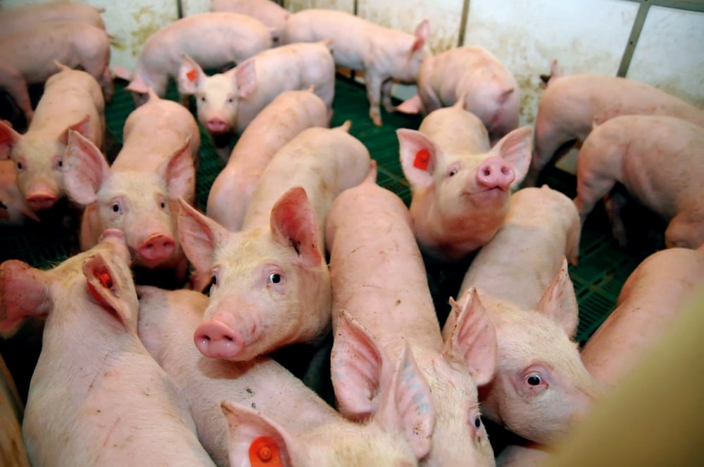 Quel avenir pour les porcs génétiquement modifiés?