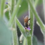 Les microplastiques nuisibles aux pollinisateurs