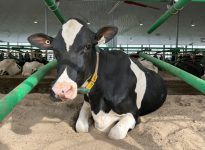 Vache couchée sur sable