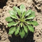 Laboratoire d’expertise et de diagnostic en phytoprotection, MAPAQ