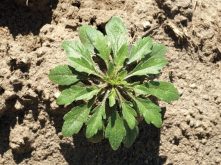 Laboratoire d’expertise et de diagnostic en phytoprotection, MAPAQ