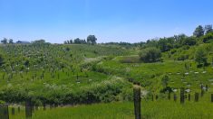Campagne de financement pour la revégétalisation de coulées agricoles