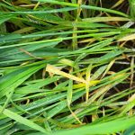 Présence d'oïdium dans le blé d'automne