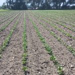 Trop chaud pour appliquer les herbicides mais parfait pour les sarclages.