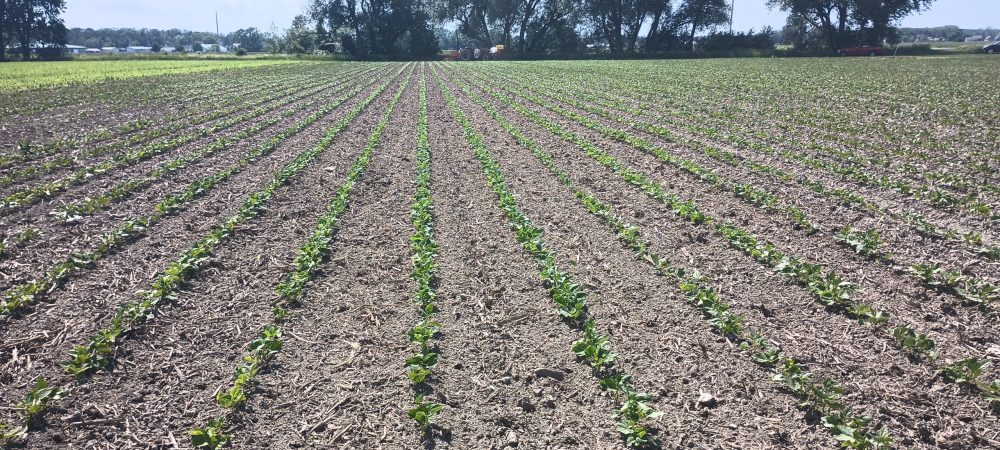 Trop chaud pour appliquer les herbicides mais parfait pour les sarclages. 
