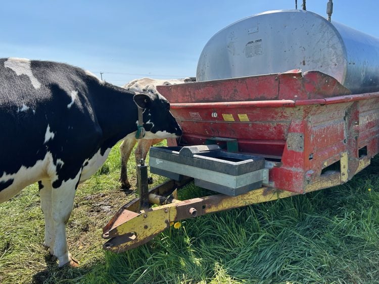 Vache laitière buvant au pâturage