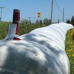 Un boudin d'ensilage muni d'un fil à pêche pour éloigner les corneilles