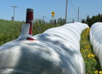 Un boudin d'ensilage muni d'un fil à pêche pour éloigner les corneilles