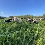 Vaches pâturant dans un champ composé d'l'herbe du soudan et d'un mélange composé de luzerne, trèfle blanc et dactyle.