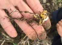 Maïs en tire-bouchon causé par l'imbibition d'eau froide après la germination.