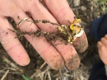 Maïs en tire-bouchon causé par l'imbibition d'eau froide après la germination.