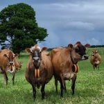 Les colliers eShespherd se portent au cou des vaches. L’énergie solaire permet de recharger la batterie. Ils permettent de géolocaliser les animaux.