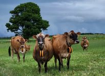 Les colliers eShespherd se portent au cou des vaches. L’énergie solaire permet de recharger la batterie. Ils permettent de géolocaliser les animaux.
