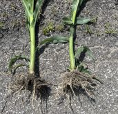 Quatre conseils pour vos essais de biostimulants