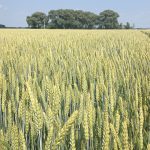 Le champ de blé d'automne est beau.
Les goglus (espèce à protéger) aiment se percher sur les brindilles pour ensuite "rocker"!
Les biologistes ont même observé qu'ils installait leurs nids au sol dans nos champs de blé d'hiver. Excellente nouvelle!