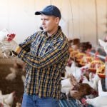 Homme tenant un poulet dans un poulailer