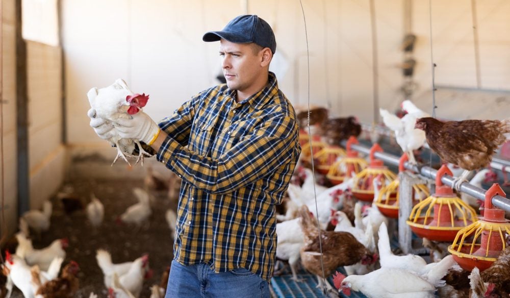 Homme tenant un poulet dans un poulailer