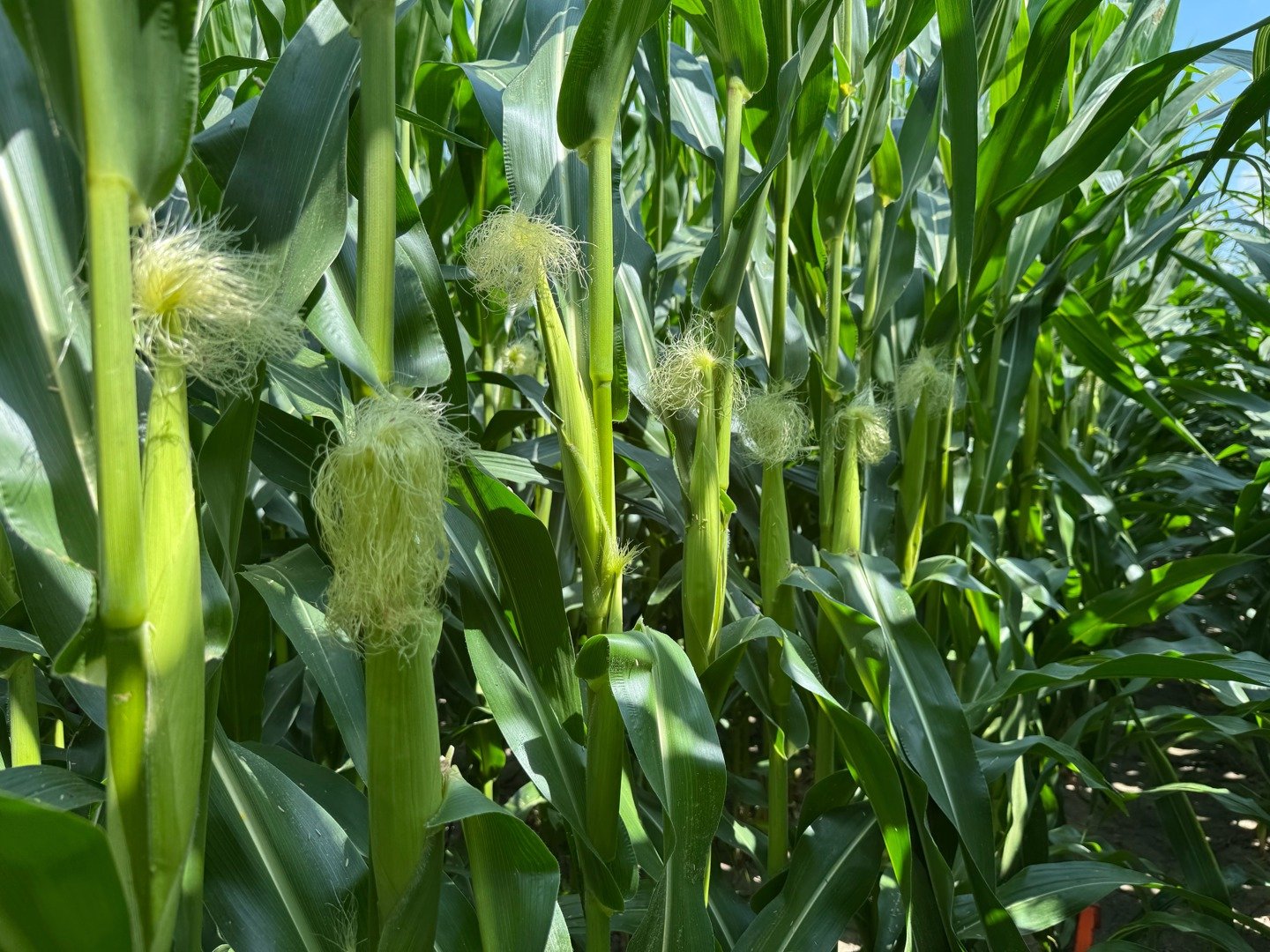 Guillaume Leblanc, Entreprises Agrinova, Montérégie Est