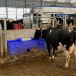 Vache laitière buvant de l'eau dans une étable