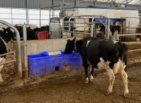 Vache laitière buvant de l'eau dans une étable