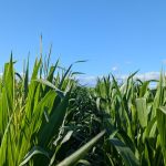 Début de la pollinisation par Sylvain Leroux, Ferme S.P. Leroux inc., Laurentides