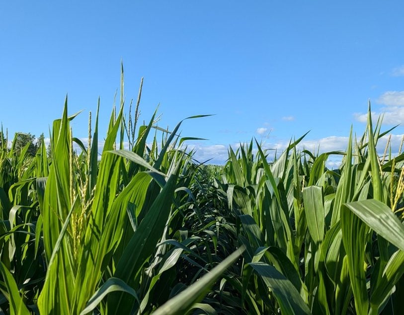 Début de la pollinisation par Sylvain Leroux, Ferme S.P. Leroux inc., Laurentides